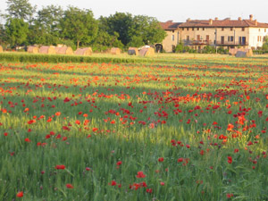 campi agricoli