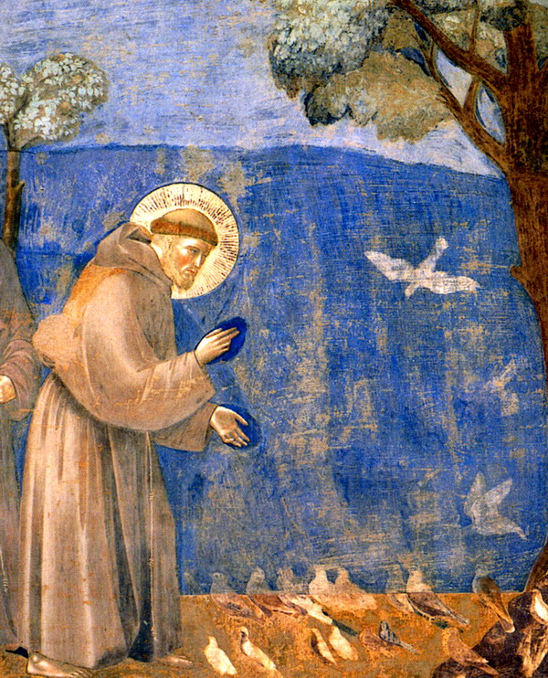 San Francesco Giotto predica uccelli Assisi