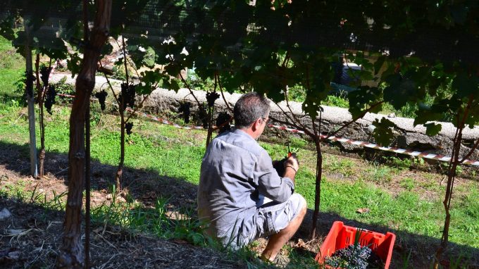 Foto vino Il Collegiata_03a