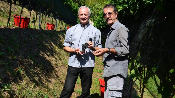 Foto vino Il Collegiata_06a