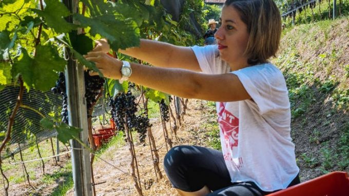 Foto vino Il Collegiata_07a