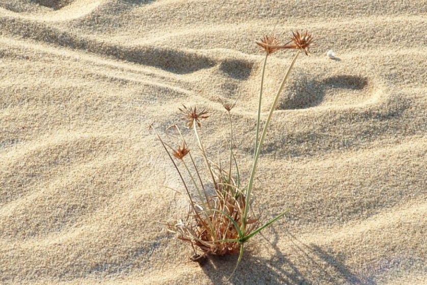 deserto fiorito Cropped