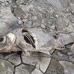 Foto Agenzia Fotogramma