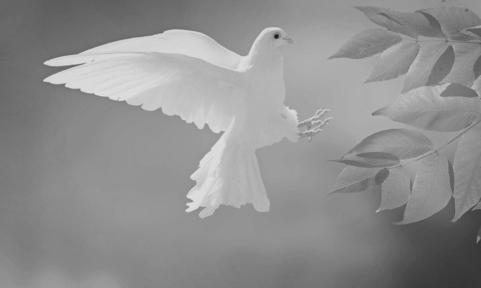 dove-5177556_960_720