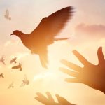 colomba della pace
